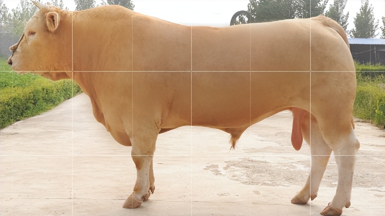 「品牌展播」中国地理标志农产品品牌展播（河南驻马店篇-下）