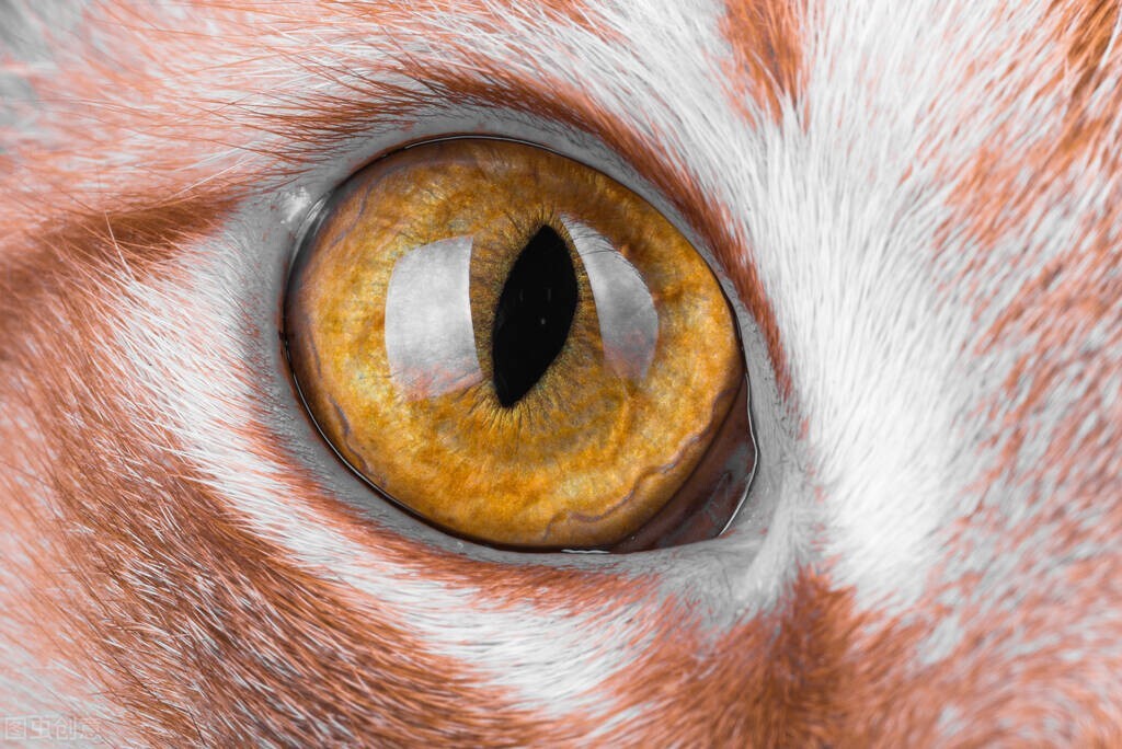 养猫引起的猫癣怎样治疗,养猫日记猫咪口腔溃烂怎么处理