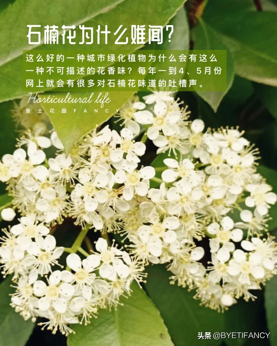 石楠花那么臭为什么要种,石楠花很臭为什么还要种