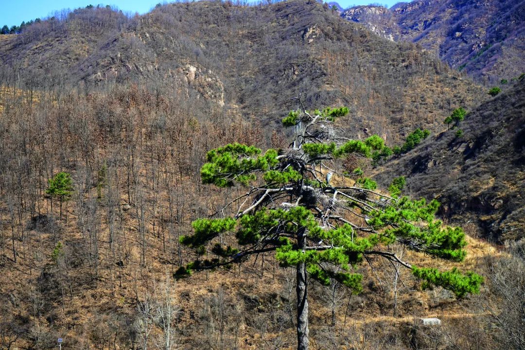 跟着“鸟王爷”去观鸟