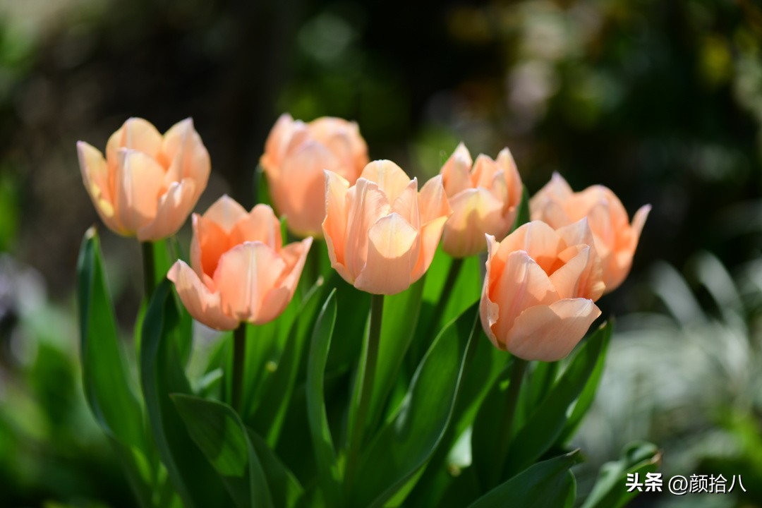 河马花园最耐阴植物,最漂亮的花园里的郁金香