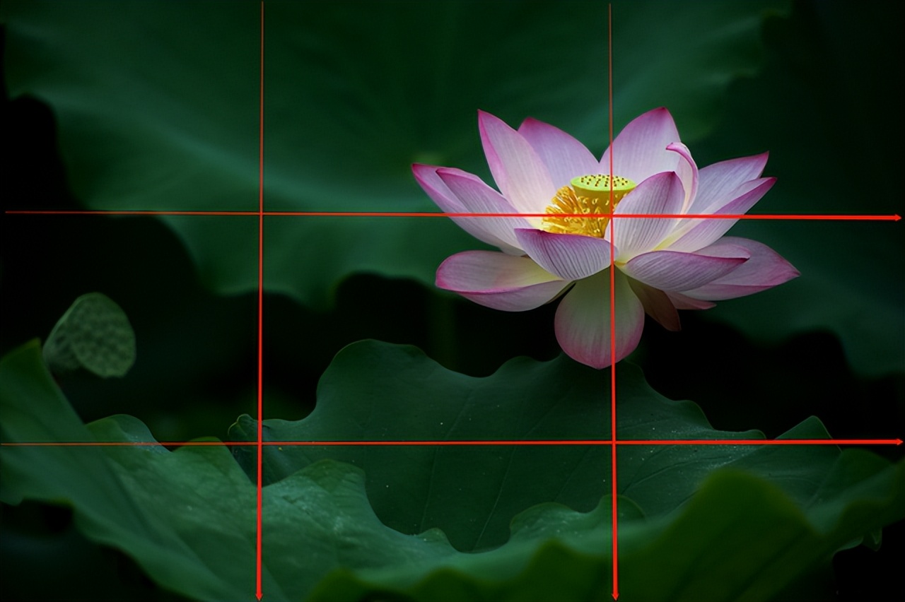 拍摄技巧如何拍摄好看的花卉照片,拍摄花卉技巧大全图片