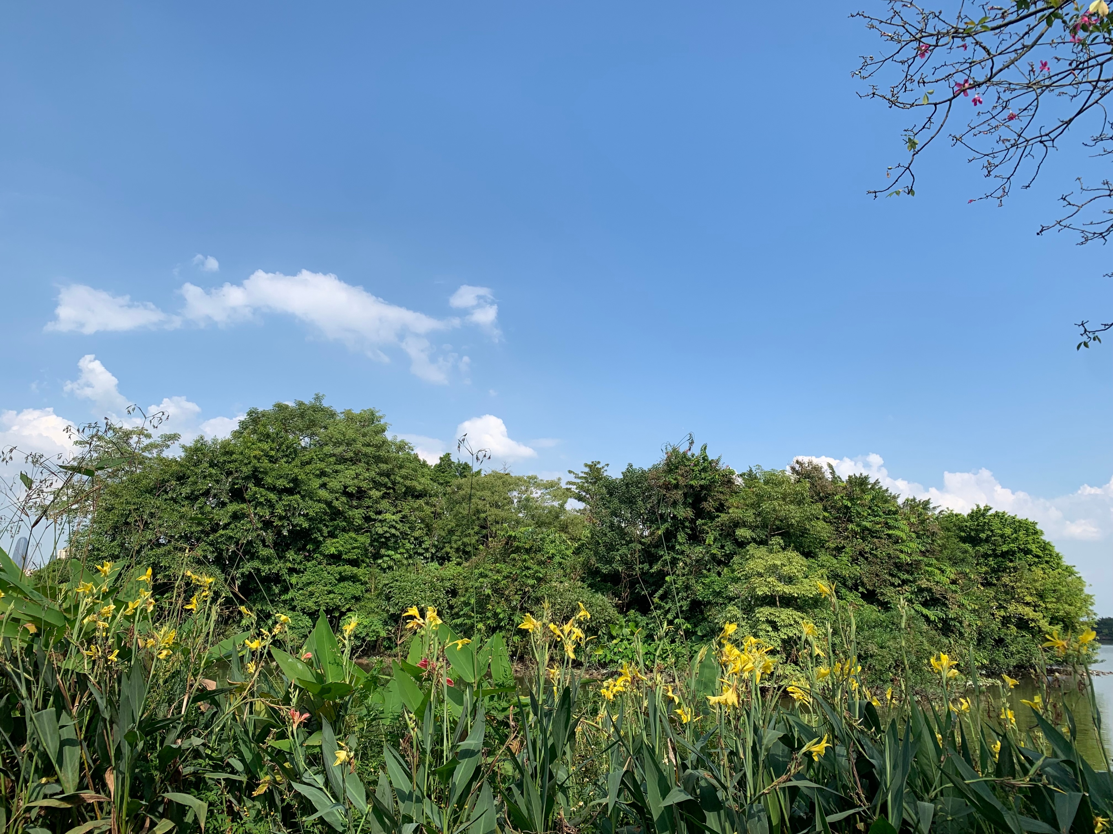 2022海珠湖公园春节游玩,海珠湖湿地公园最佳游玩时间