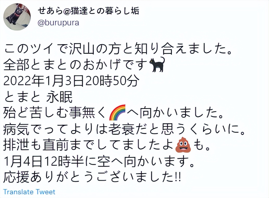 最长寿猫咪死亡,世界上最长寿的猫咪去世