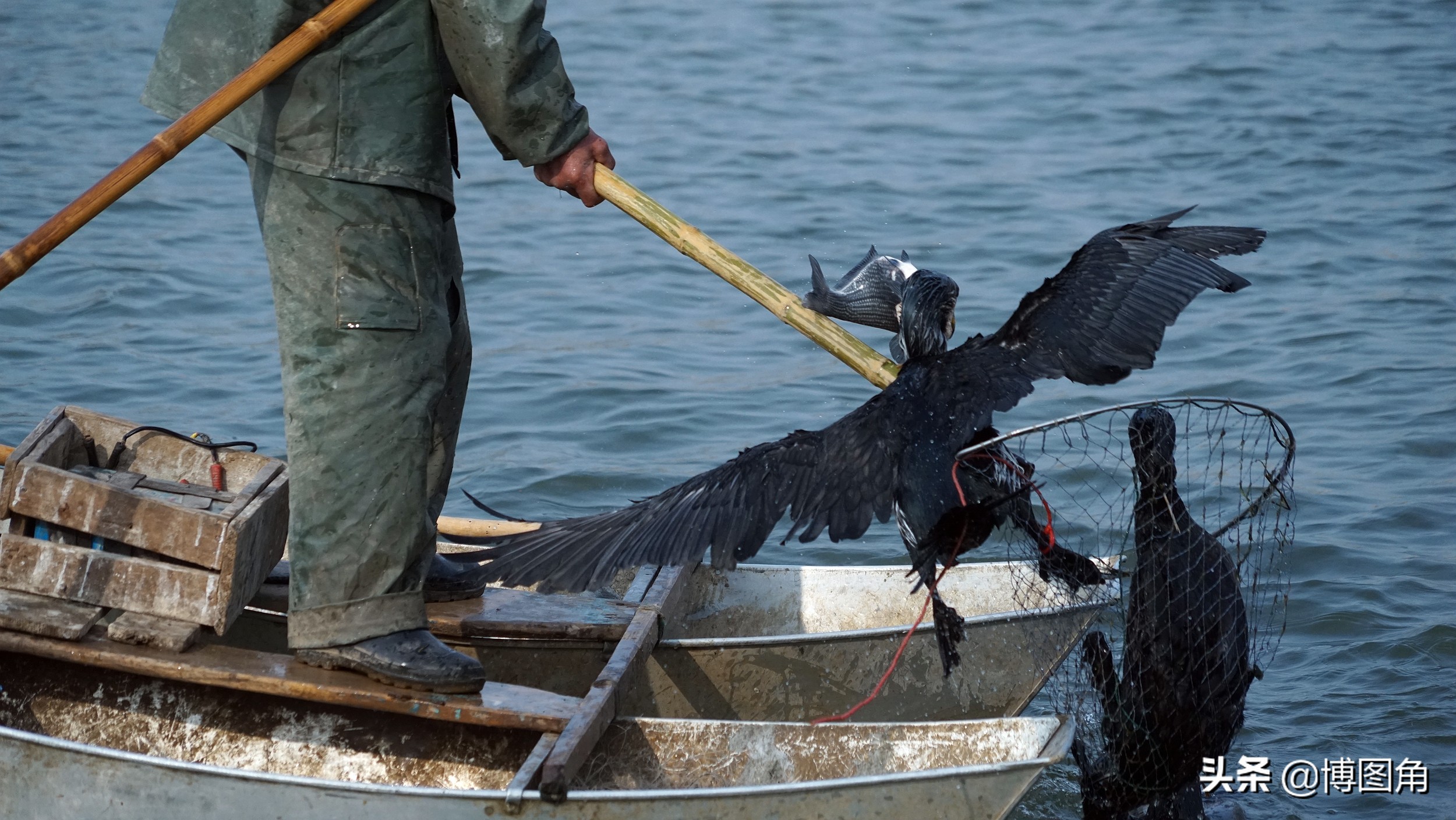 80年代农村鱼鹰捕鱼,渔民与鸬鹚捕鱼图片