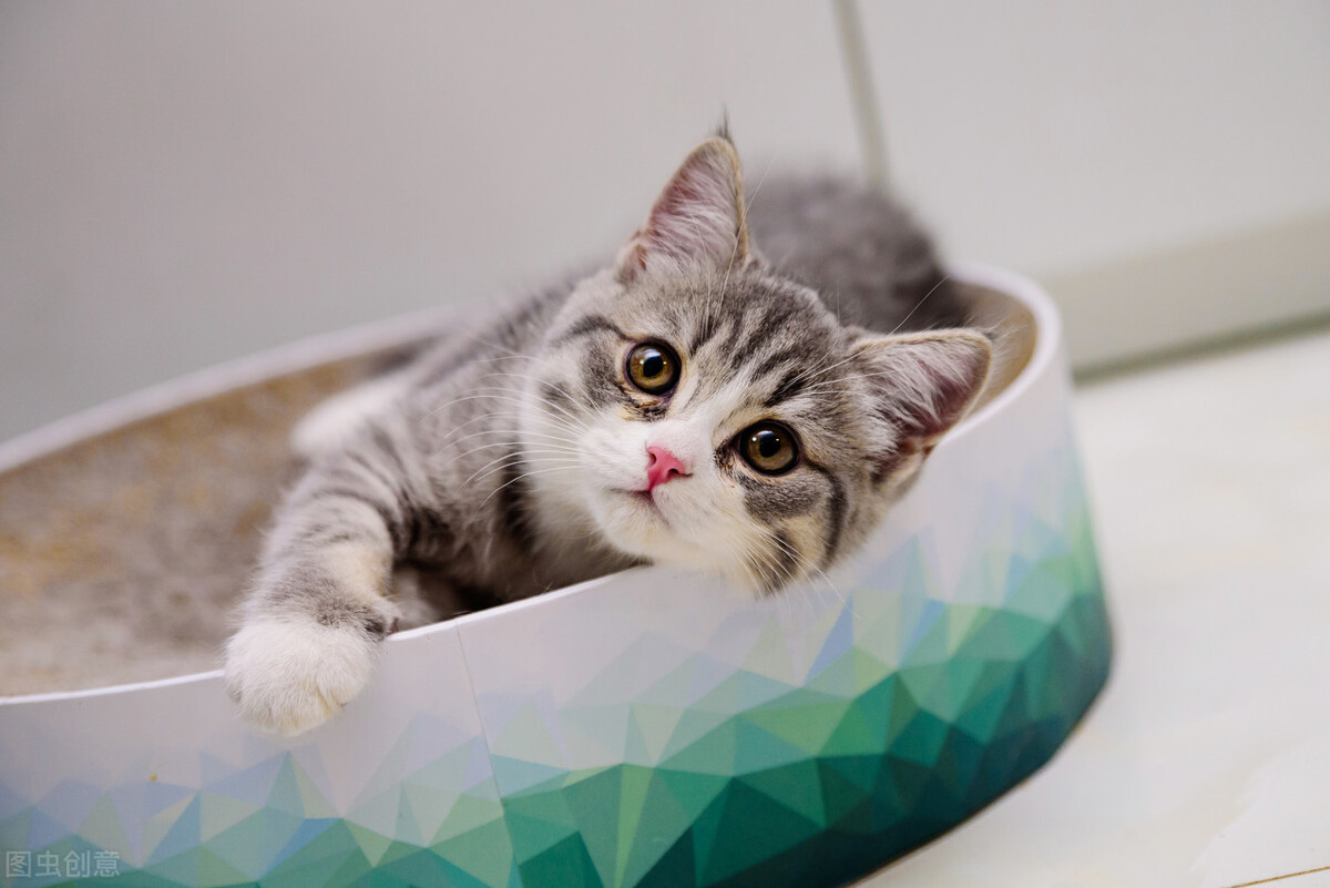 怀孕接触弓形虫的猫多久能感染,孕期非常担心感染弓形虫怎么办