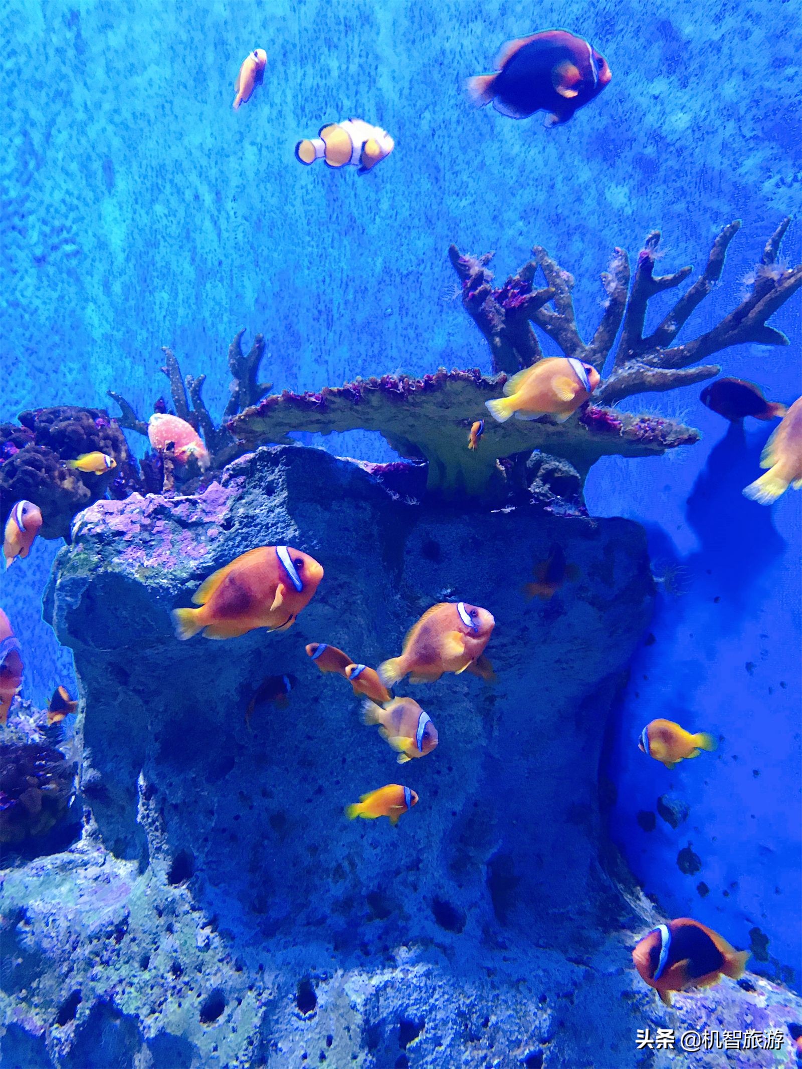 日照旅游攻略性价比超高海鲜,山东日照旅游景点美食推荐大全