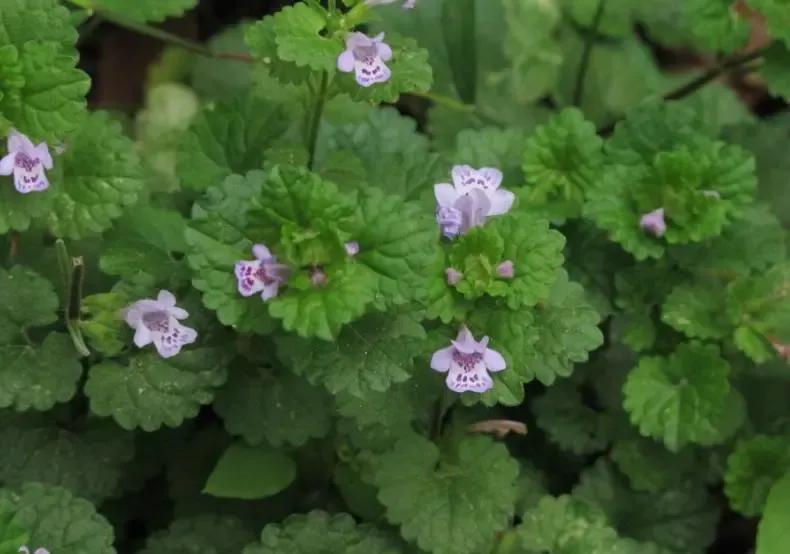 活血丹图片农村常见草药,农村常见活血丹也叫金钱草