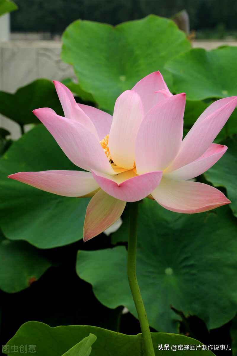 出淤泥而不染濯清涟而不妖深意,出淤泥而不染濯清涟而不妖相似词