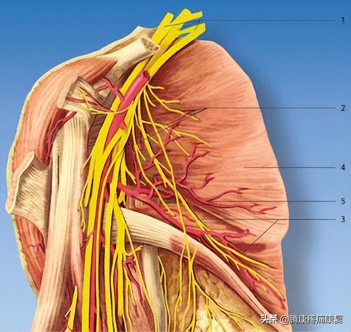 肩部扭伤长期疼痛怎么办,肩部运动操缓解肩部疼痛
