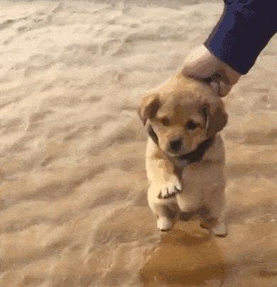 母狗会咬死自己的“骨肉”？看完原因，出了一身冷汗