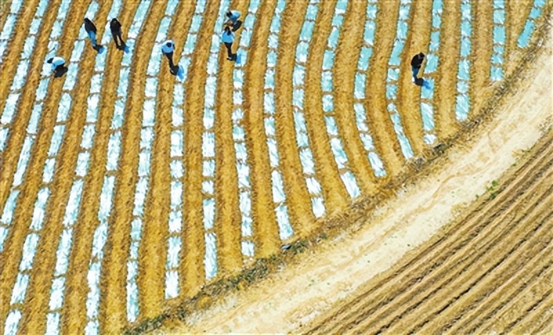 青年投身基层助力乡村振兴,人才扎根基层助力乡村振兴