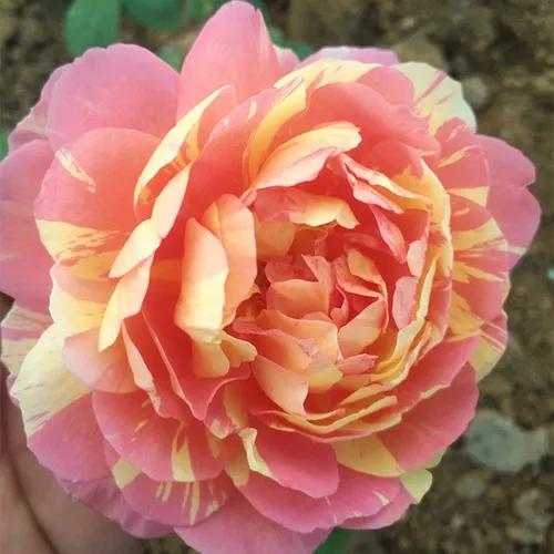 月季美图100张,月季花唯美高清图片大全