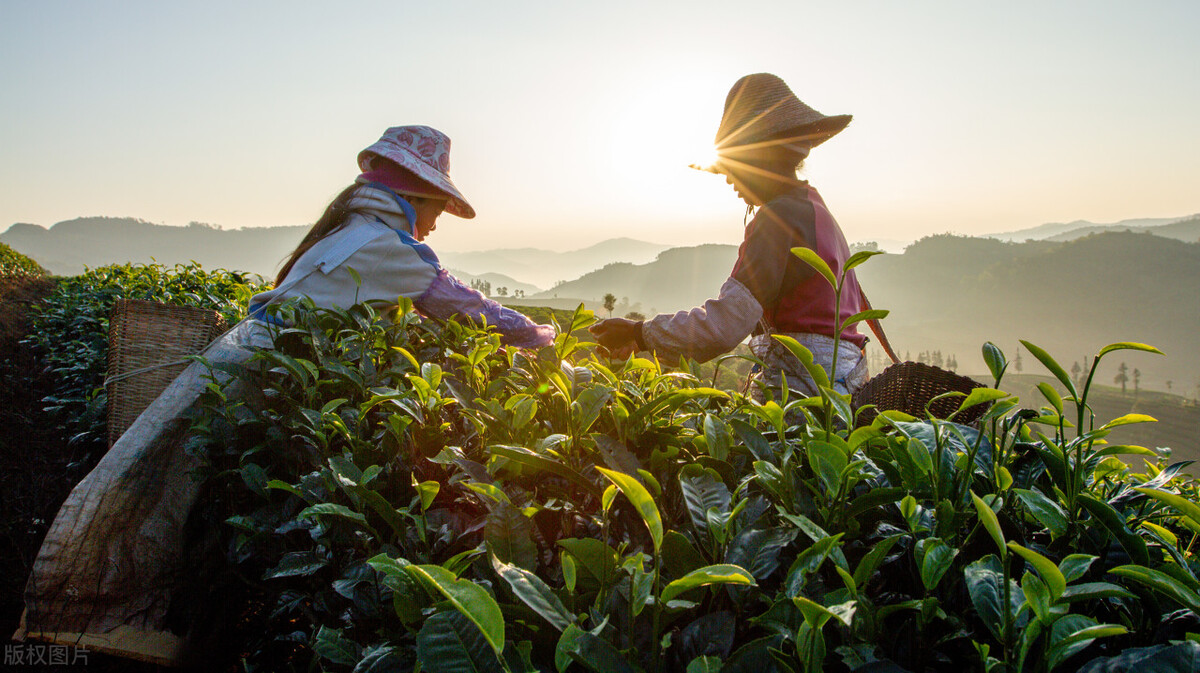 这个季节每一口都是春天的味道,阳春三月又到了品尝春味的时候
