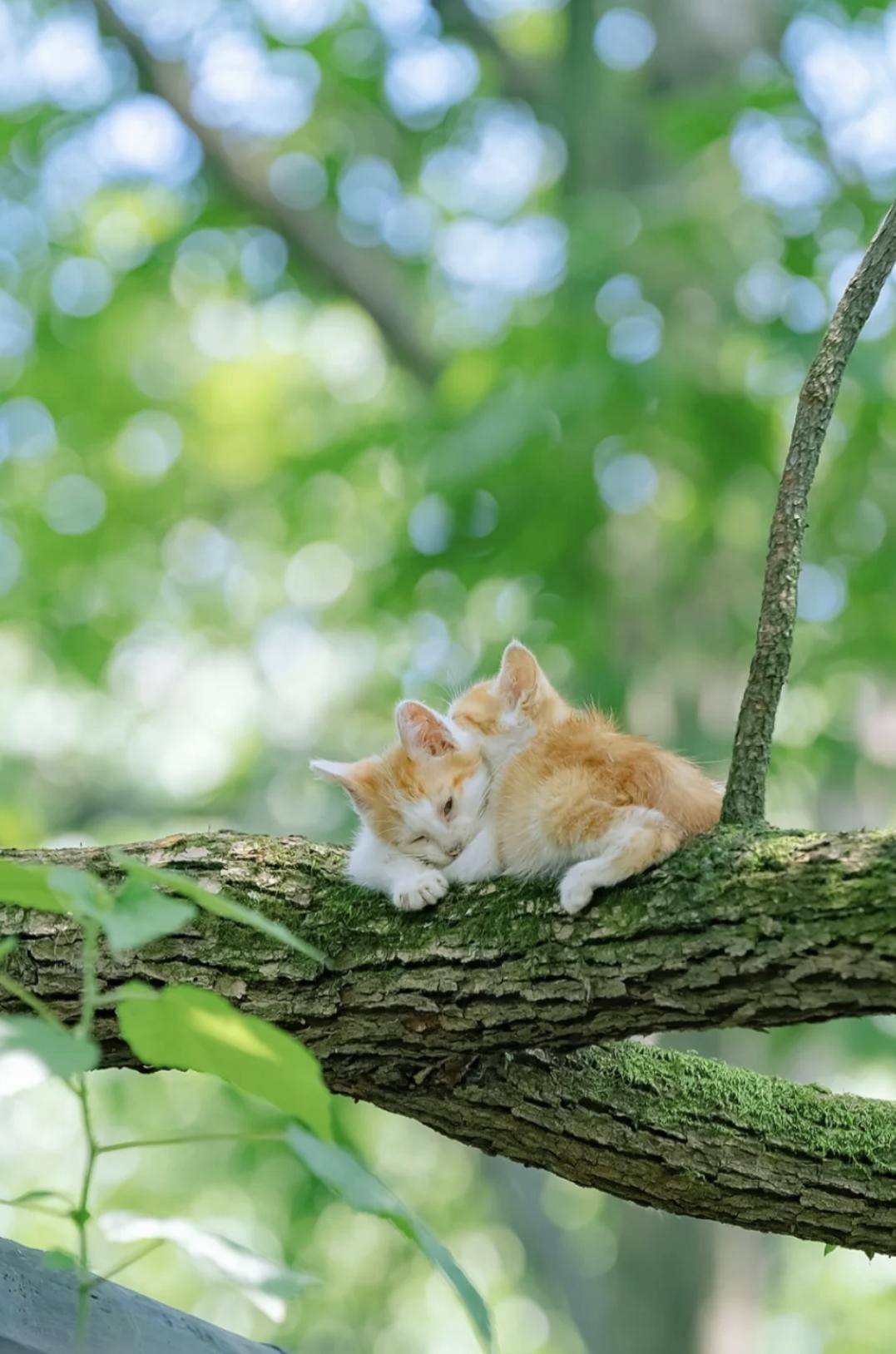 治愈系壁纸｜132张可爱小猫咪的样子