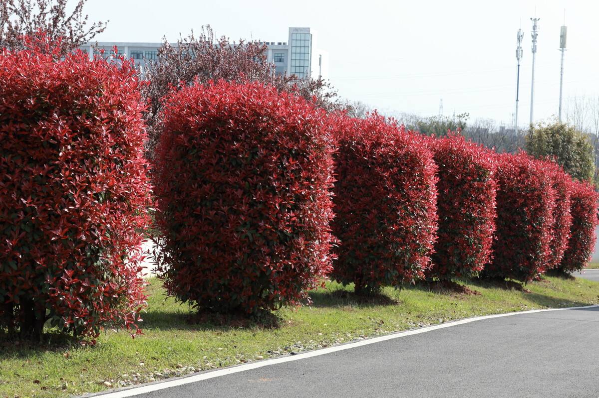 22年前,森禾从美国引进红叶石楠,一年小苗就卖了4亿元