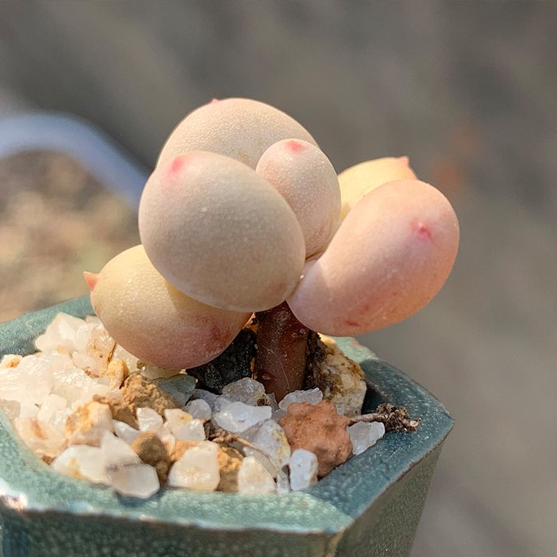 奶酪汤圆多肉怎么养,桃蛋奶酪汤圆的区别