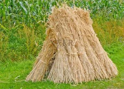 水稻是我国三大主粮之首,最早的五谷有水稻吗