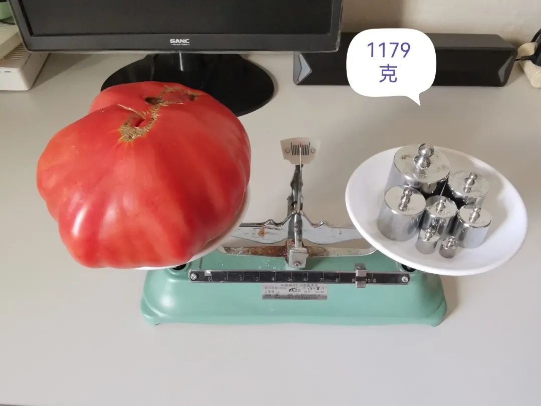 西红柿最近新消息,西红柿皮特别硬咋回事