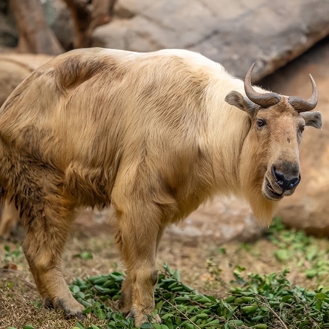 住野趣C位-广州长隆酒店！含高级客房+童趣乐园+广州长隆园区门票