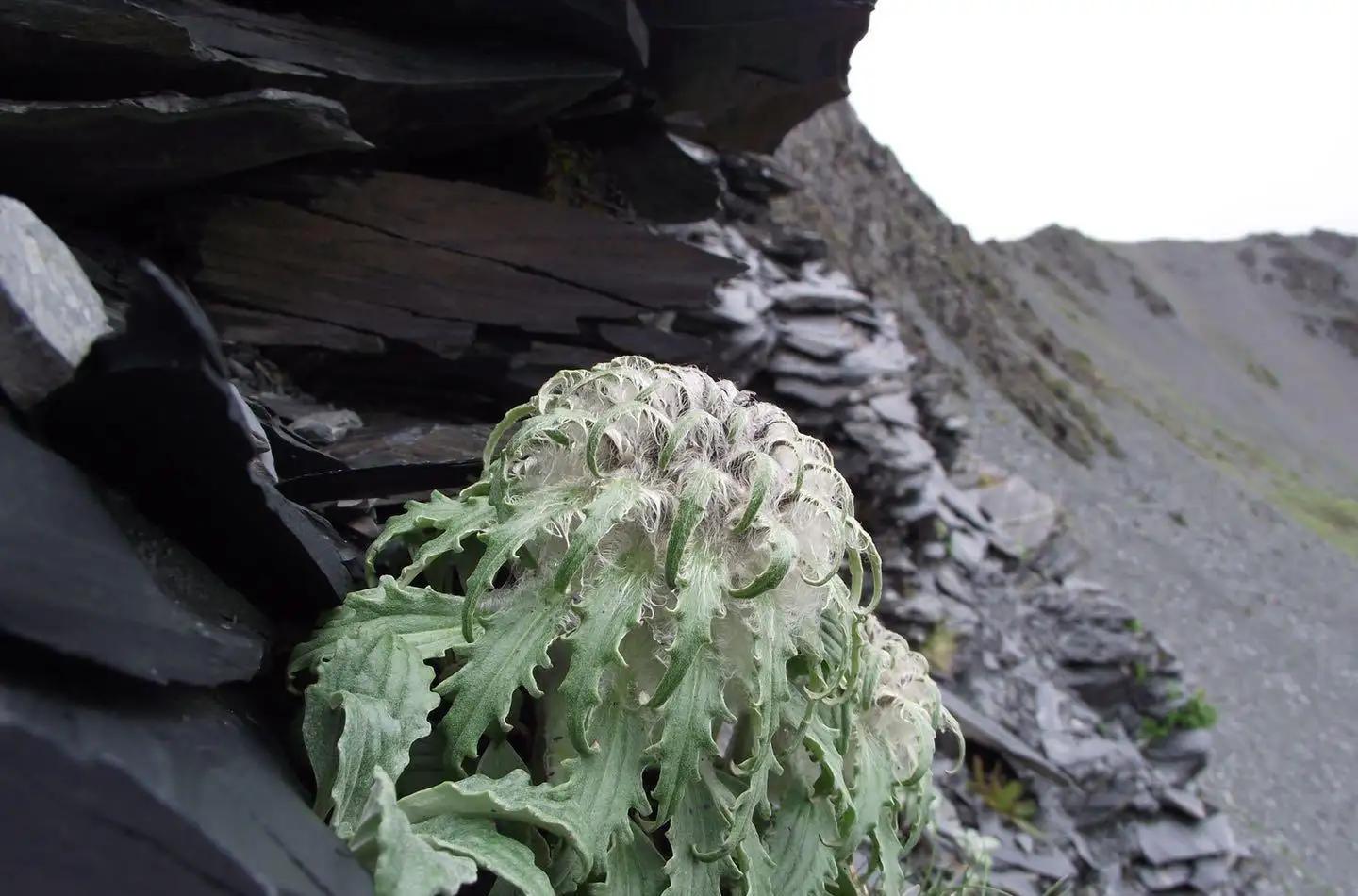 真刑，又有博主采挖“青藏雪莲花”！5-7年开花一次，开完就死亡