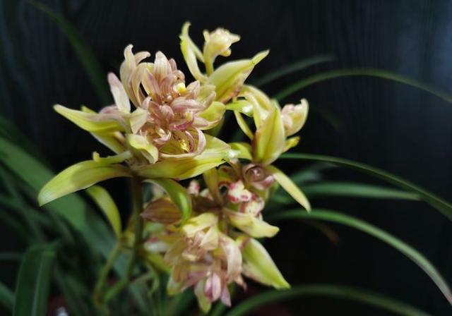 富山奇蝶兰花新老品种,富山奇蝶兰花带红花苞