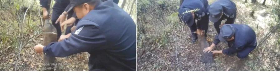 野猪被套卡住脖子，黑龙江林区民警解救出“绝招”