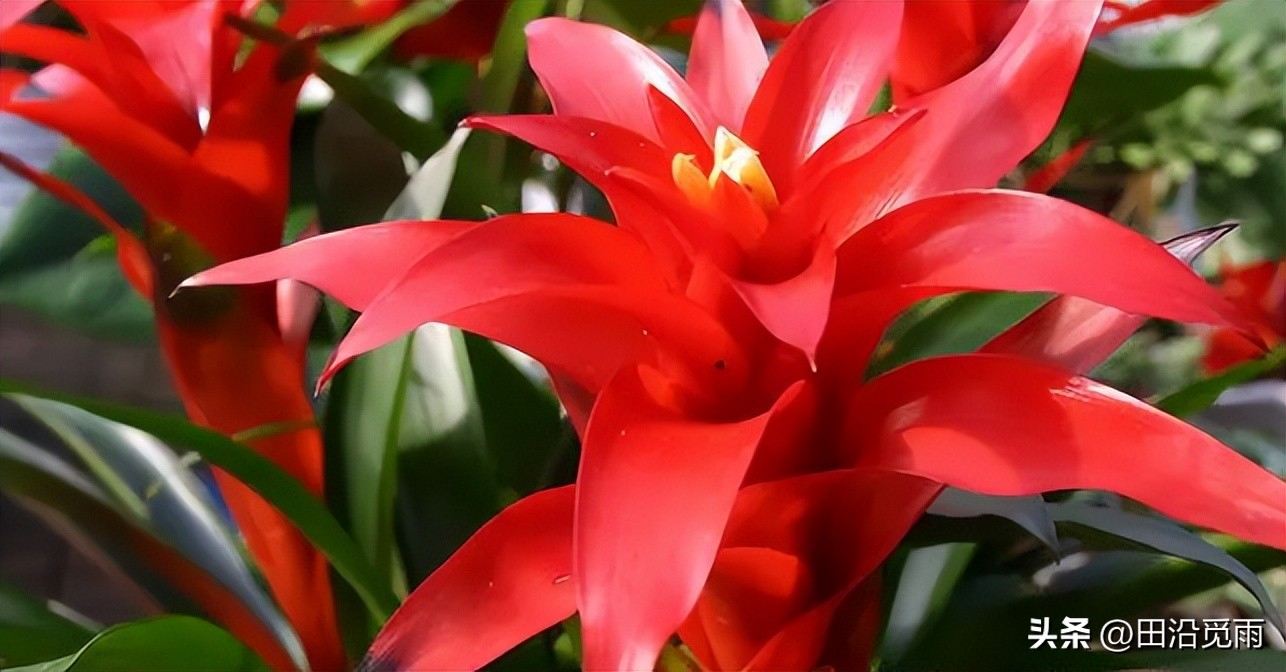 鸿运当头黄了怎么办,鸿运当头怎么不红了