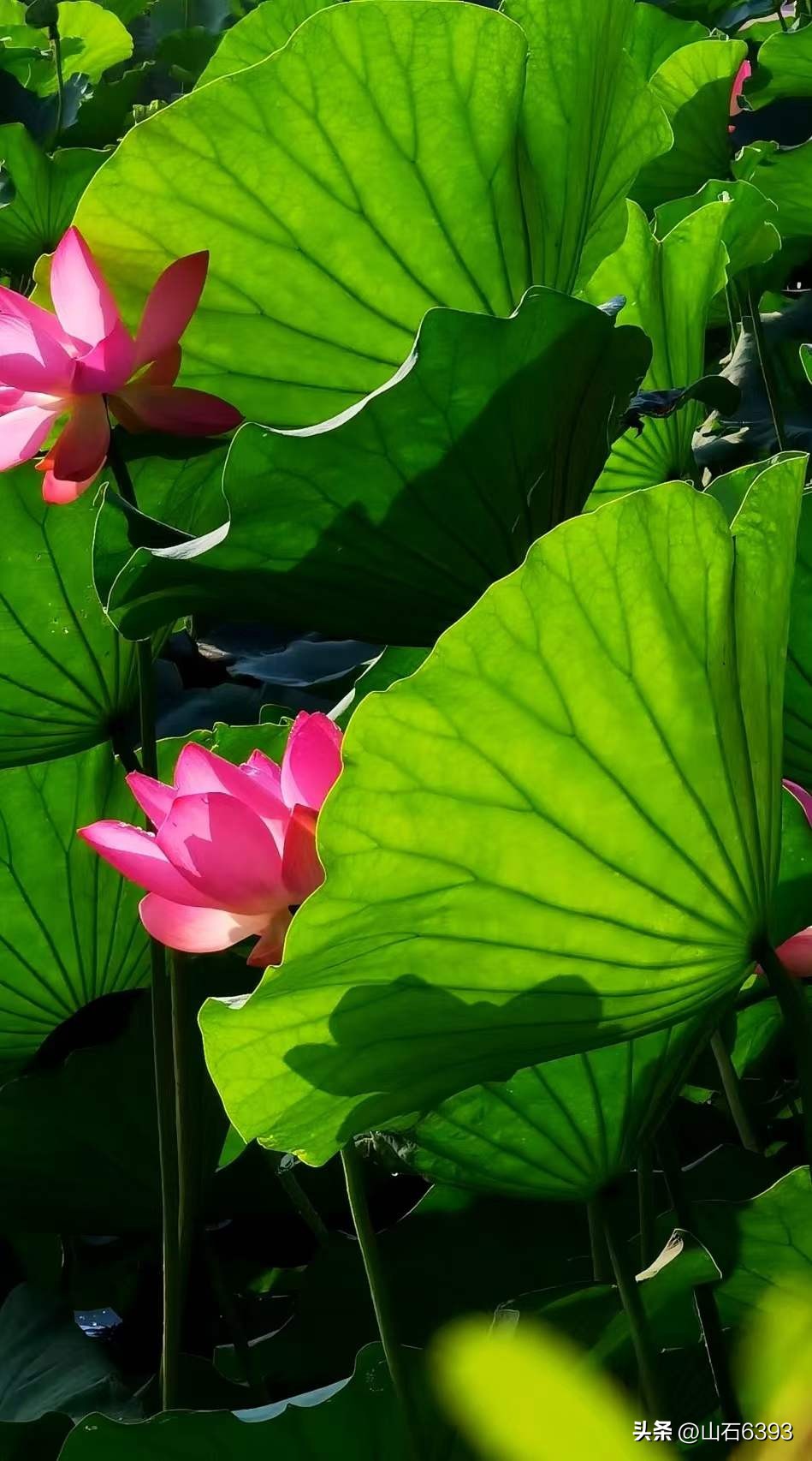 「战友美拍」“荷颂”系列17:陶俊峰的《荷叶之美》