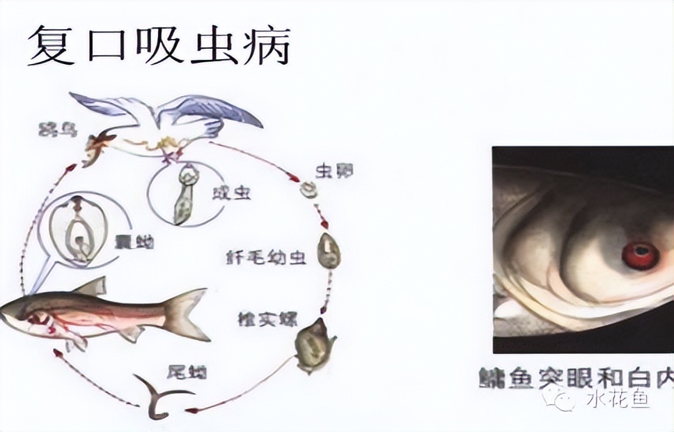 鱼身上长锚头鳋虫图片,锚头鳋孢子虫