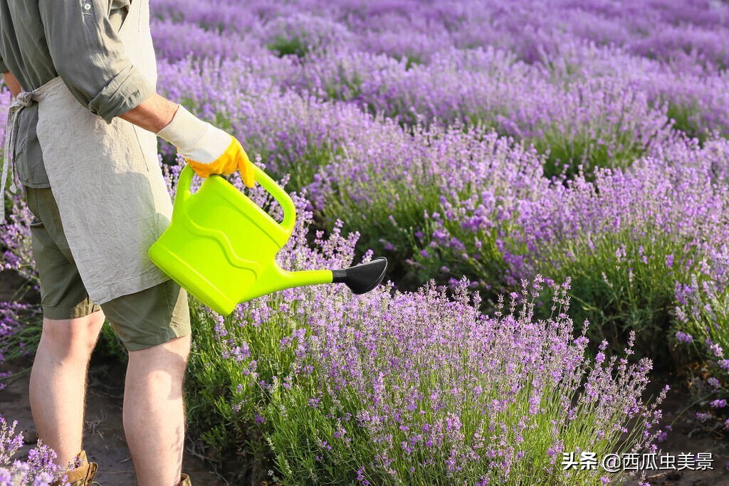 薰衣草之芬芳,熏衣草的美依然存在
