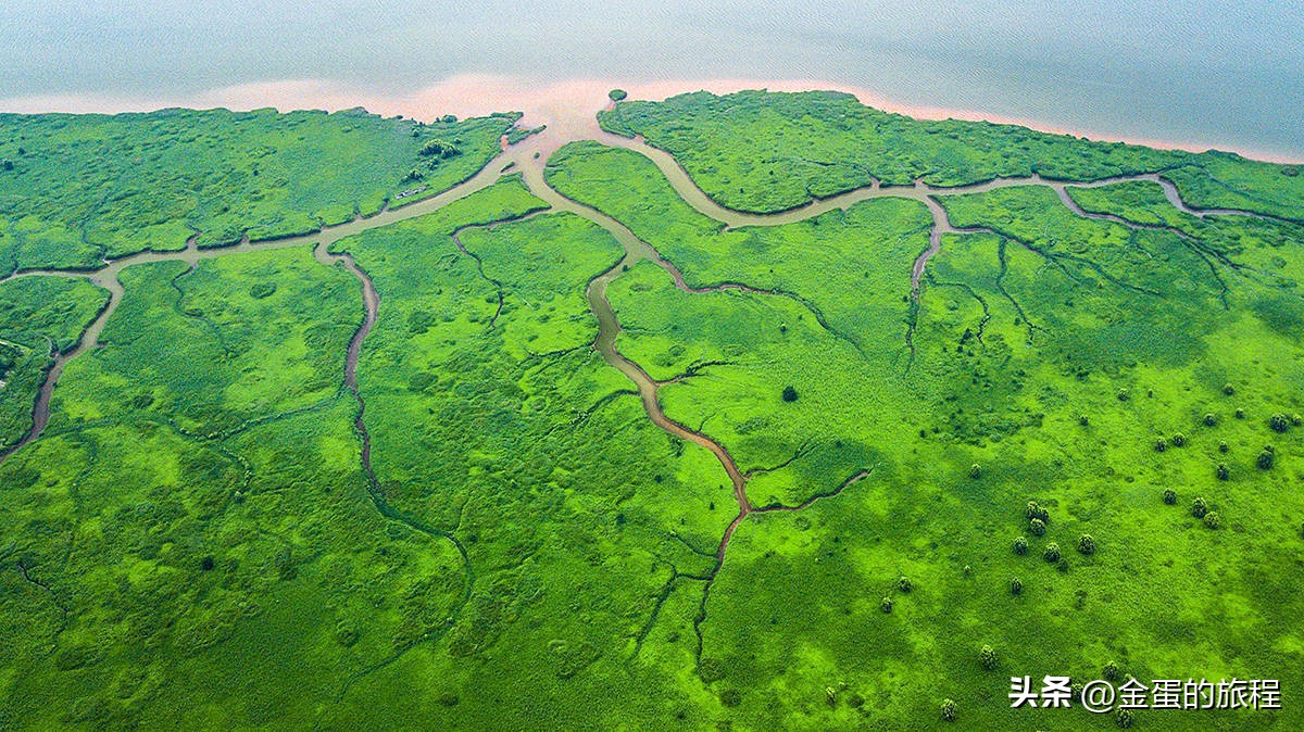 长江出海口的上海，被自然力量所艺术创造，也有一棵“大地之树”