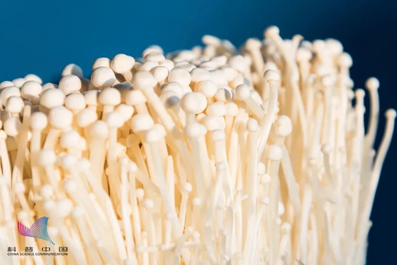 为什么吃金针菇要说今天吃明天见,金针菇什么时候吃合适