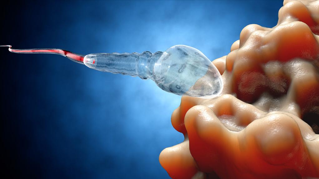 男性解脲支原体阳性影响备孕吗,夫妻有支原体阳性会影响怀孕吗