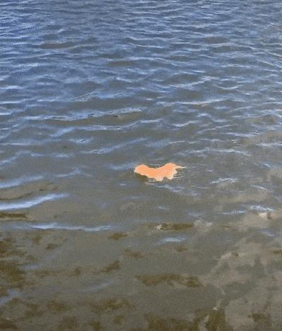 捡来的小橘把狗当妈妈,开始逐渐狗化,一起拆家、听指令、游泳…