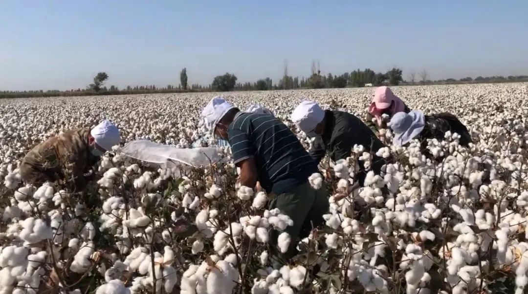 【我们的丰收季】“宽早优”模式棉田大丰收，这四大优势足够让您心动