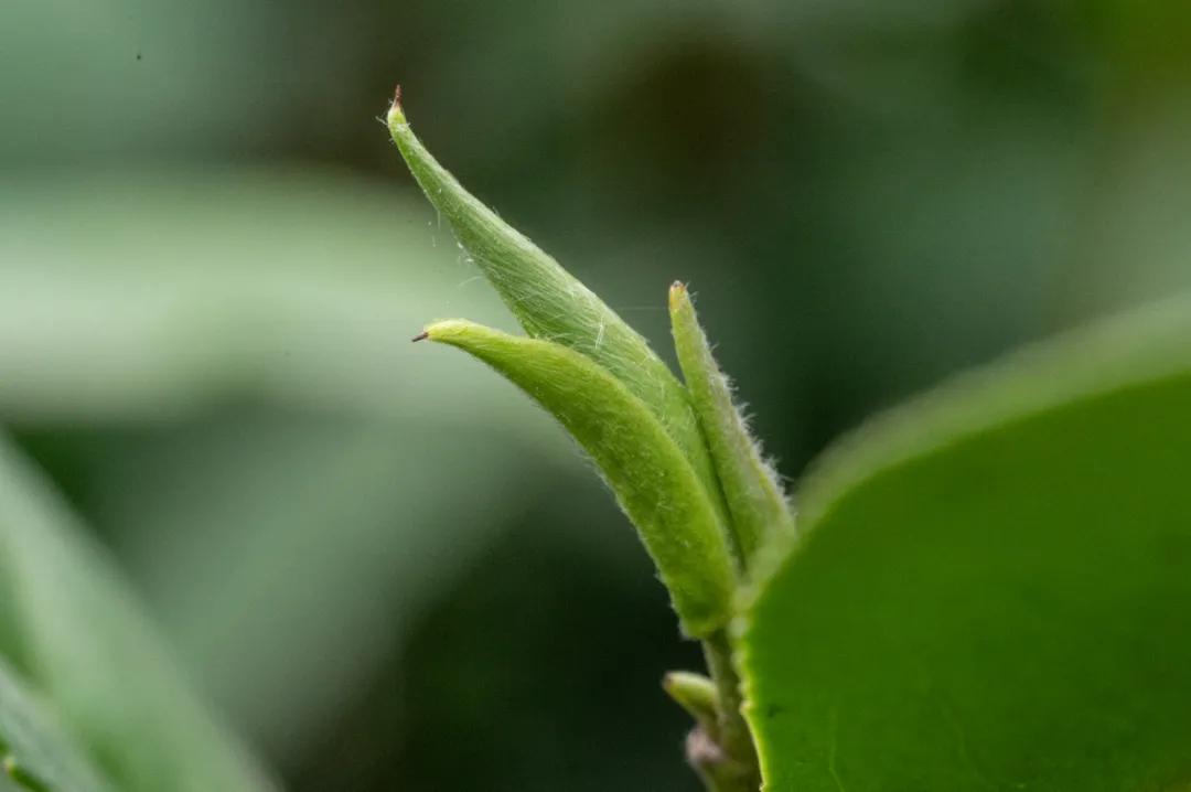 信阳毛尖一芽一叶的价格,信阳毛尖是一芽一叶茶吗