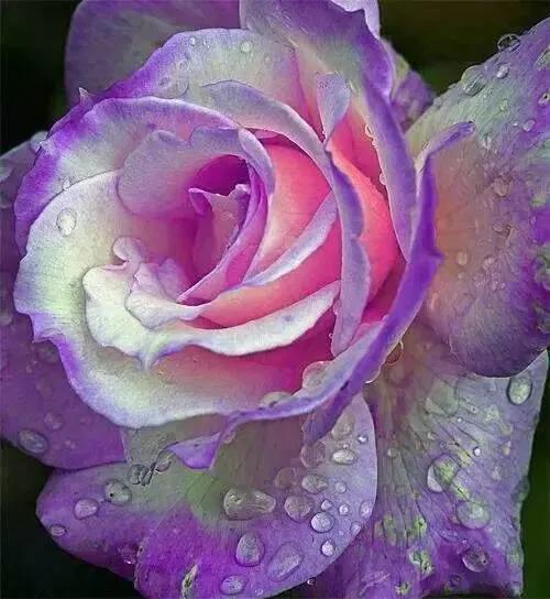 这才是最美的玫瑰花图片,最好看的紫色玫瑰花图片