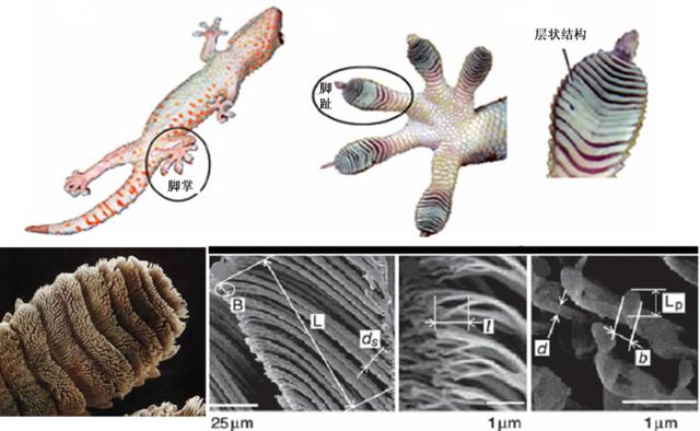 壁虎现实有那么毒么,人畜无害的壁虎为什么会列入五毒