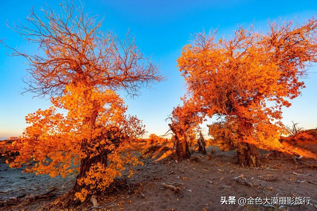 额济纳赏胡杨视频,赤峰额济纳赏胡杨
