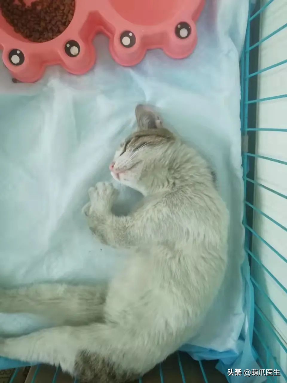 这只叫“长生”的猫咪，真实身份是美人鱼