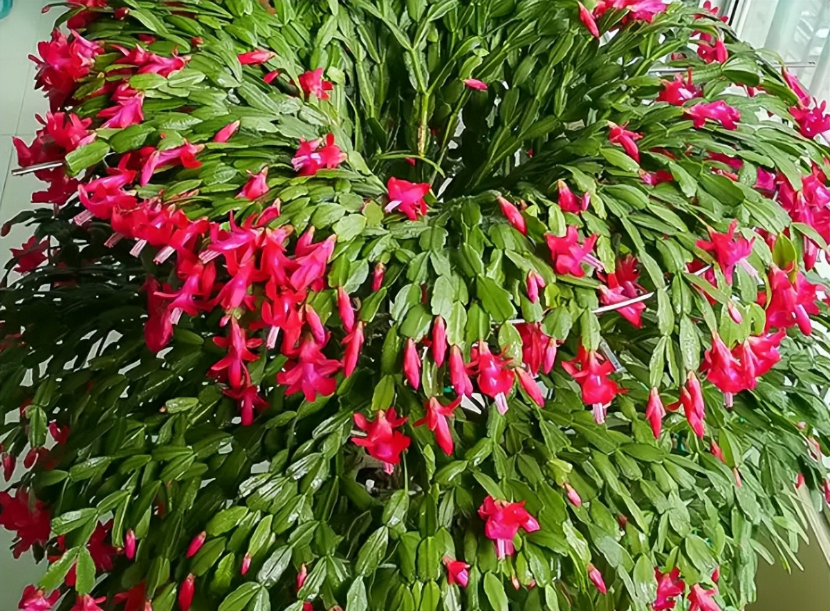 春分至燕归来下一句,春分至燕归来正是人间好时光