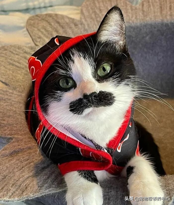 猫咪天生脸圆小鼻子大眼,猫咪小时候有多可爱长大就有多帅