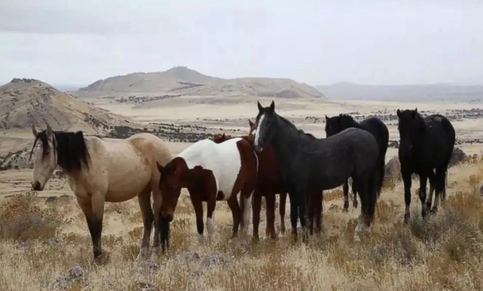 野马泛滥成灾国家,澳大利亚野马泛滥成灾