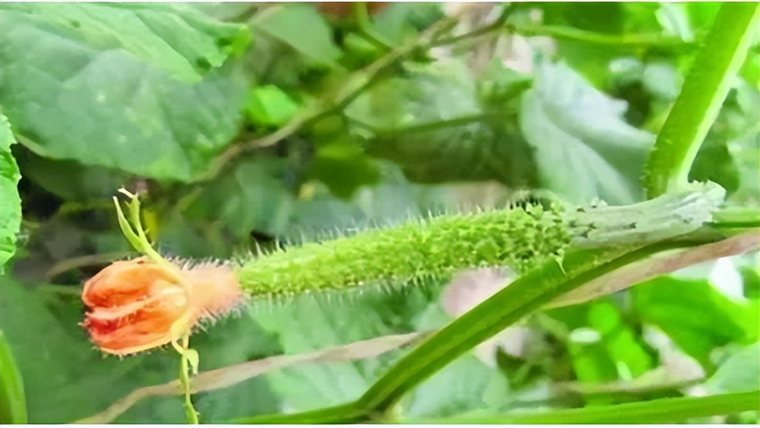 激素水果黄瓜有哪些危害,黄瓜有毒吗对人体有什么危害