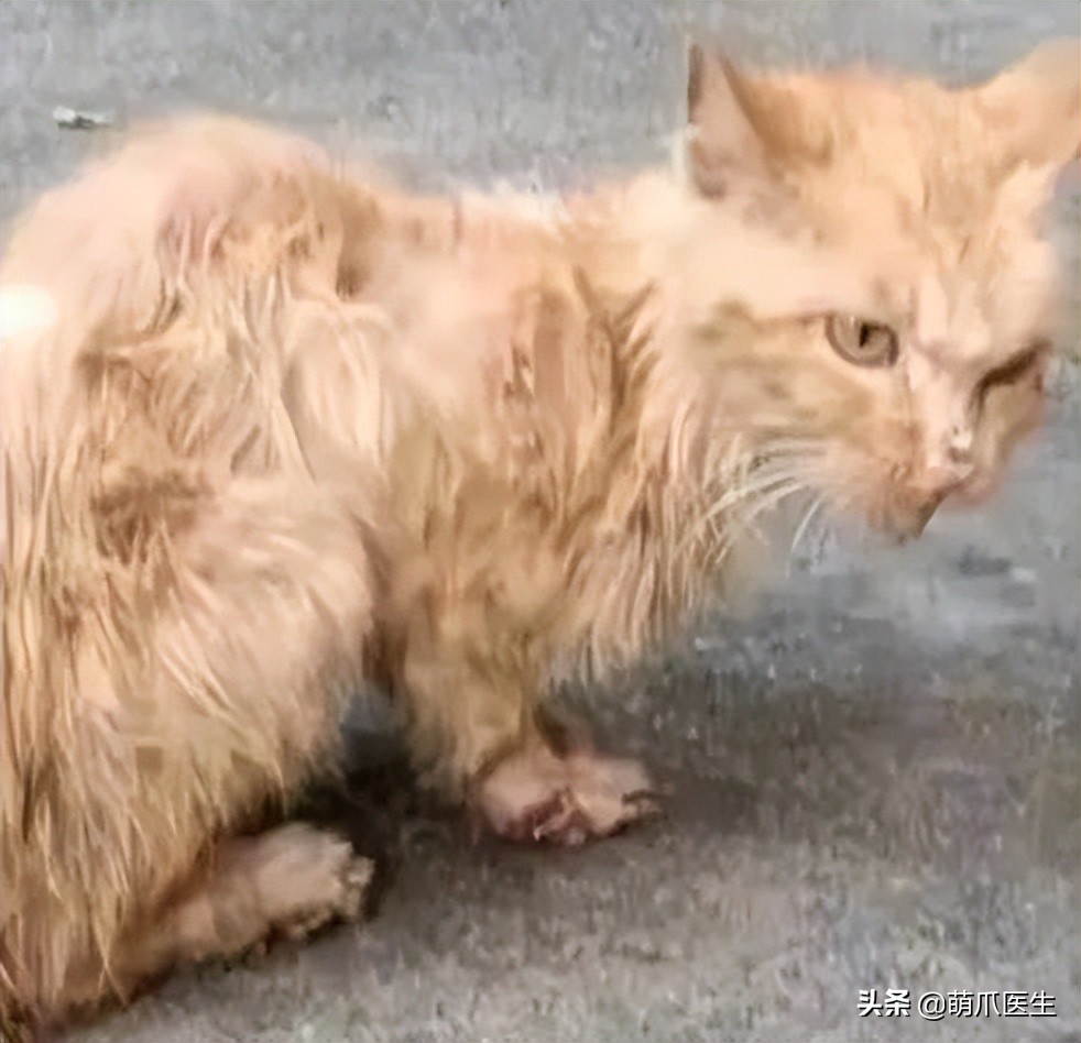 这只叫“长生”的猫咪，真实身份是美人鱼