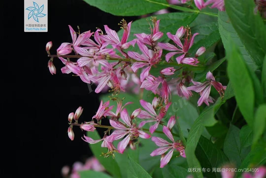 皮肤清热解毒祛湿中药方,白鲜皮和哪种中药配治疗皮肤湿疹