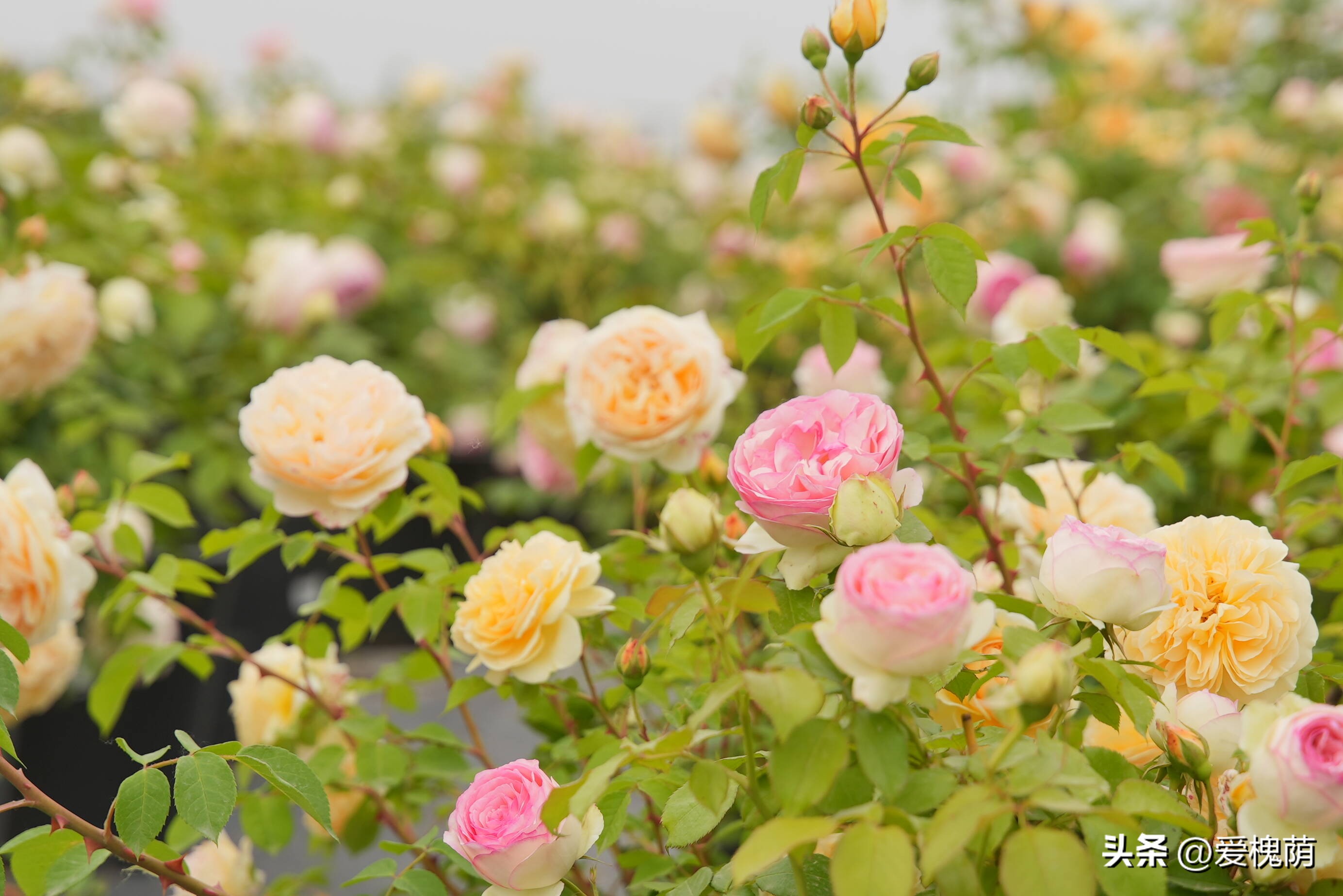 爱拍照的你怎能错过,拍照送给爱拍照的你