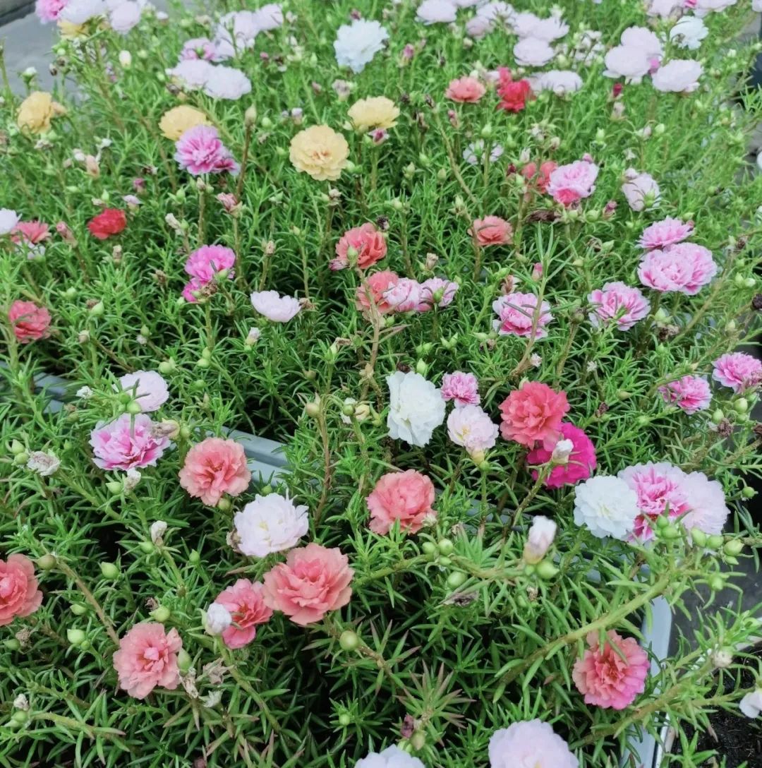 这5种花就喜欢水,5种花夏季缺水