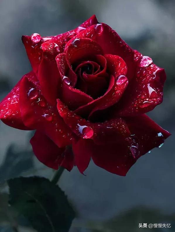 鍏充簬鐜懓鑺辩殑鍞編灏忚瘲,鐜懓鑺辨紓浜敮缇庣殑璇楀彞